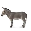 African Wild Ass