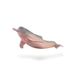 Amazon River Dolphin