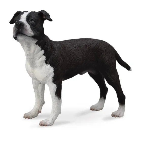 American Staffordshire Terrier