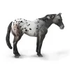 Appaloosa Blue Roan