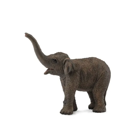 Asian Elephant Calf