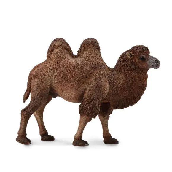 Bactrian Camel