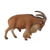 Barbary Sheep