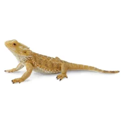 Bearded Dragon Lizard