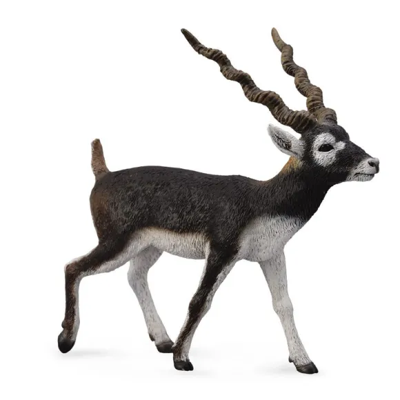 Blackbuck