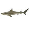 Blacktip Reef Shark