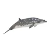 Blainville'S Beaked Whale