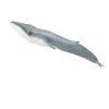 Blue Whale