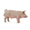Boar