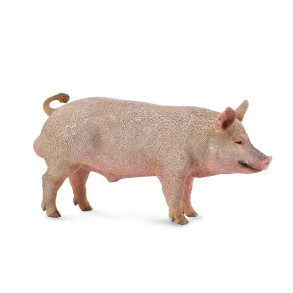 Boar