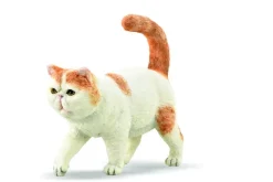Exotic Shorthair