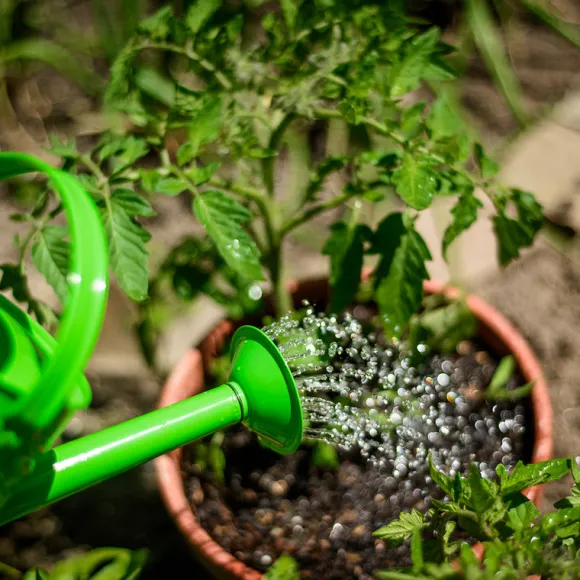 Gardening Starter Pack - Green
