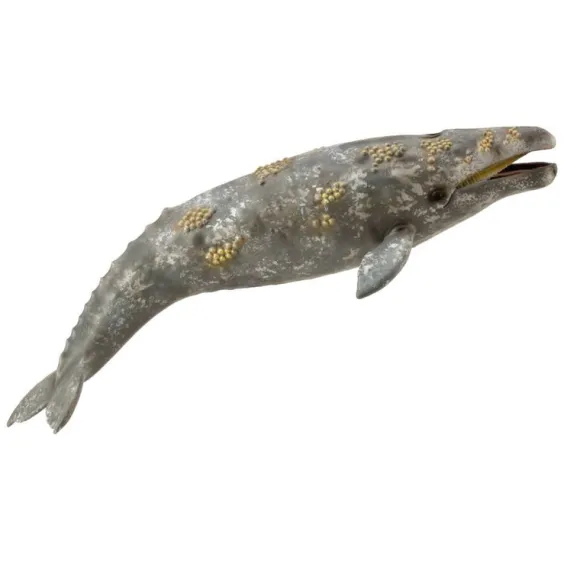 Gray Whale
