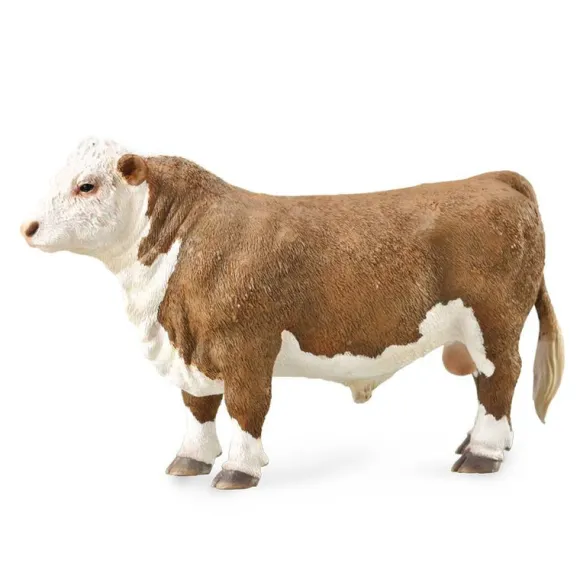 Hereford Bull (Polled)