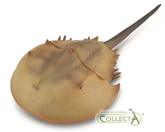 Horseshoe Crab