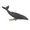 Humpback Whale