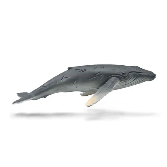 Humpback Whale Calf