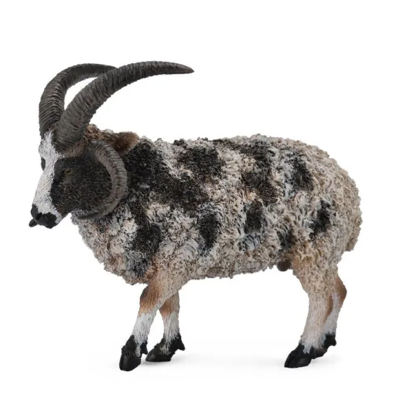 Jacob Sheep