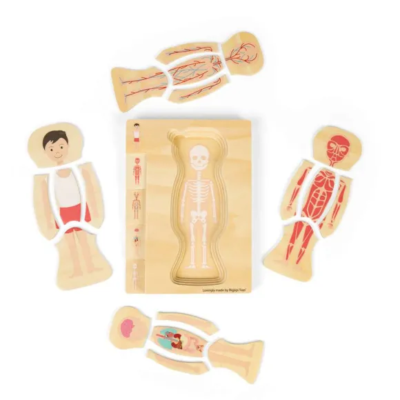 Male Human Anatomy Puzzle