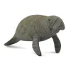 Manatee