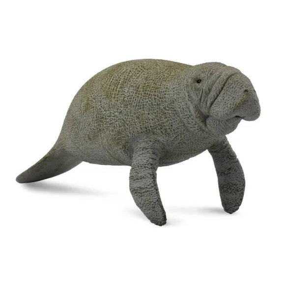 Manatee