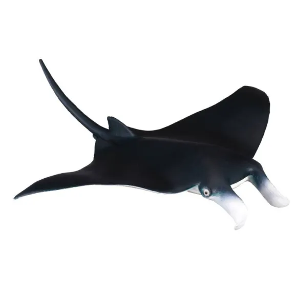 Manta Ray