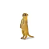 Meerkat Standing