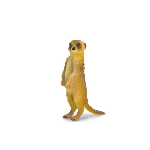 Meerkat Standing