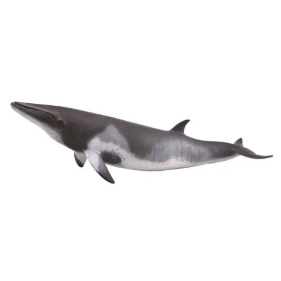 Minke Whale