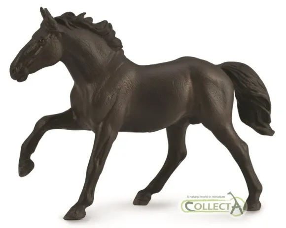 Nonius stallion