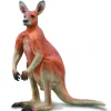 Red Kangaroo - Male
