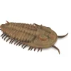 Redlichia Rex Trilobite