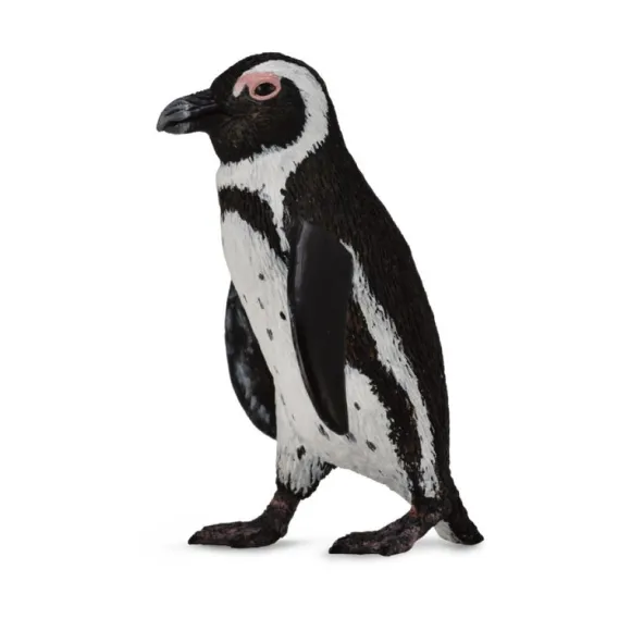 South African Penguin