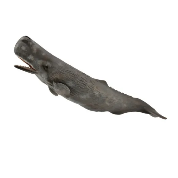 Sperm Whale