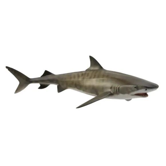 Tiger Shark