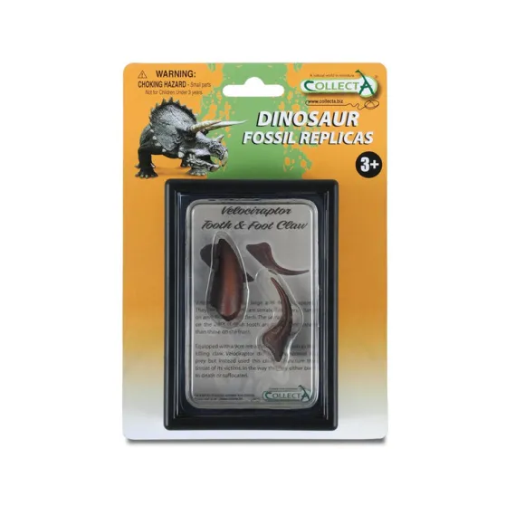 Tooth & Foot Claw Of Velociraptor In Display Case