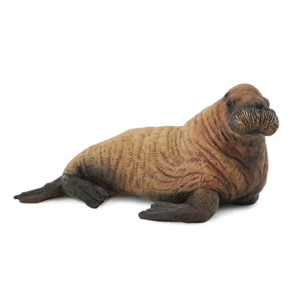 Walrus Calf