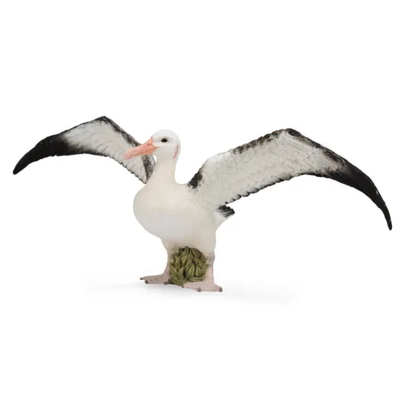Wandering Albatross