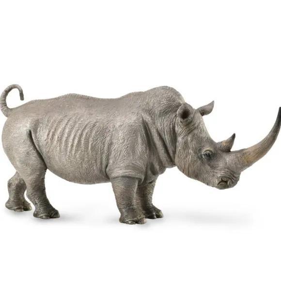 White Rhinoceros