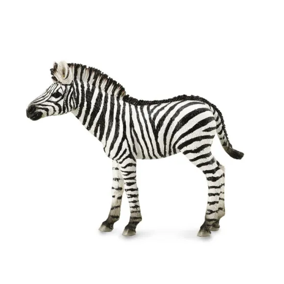Zebra Foal